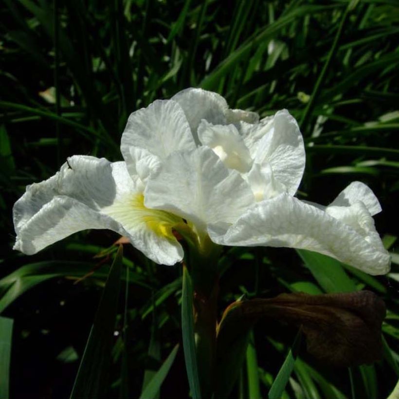 Iris sibirica Harpswell Happiness - Siberian Iris (Flowering)
