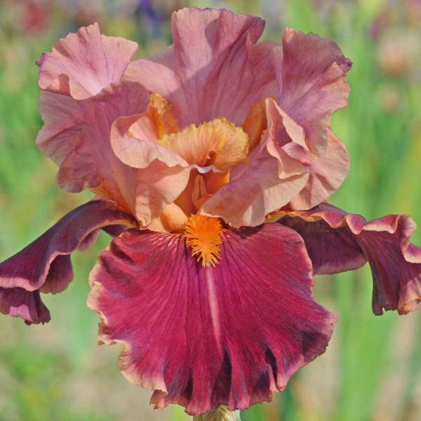 Iris germanica Impressionist (Flowering)