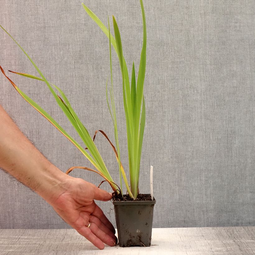 Iris laevigata - Water Iris 8/9 cm pot sample as delivered in summer