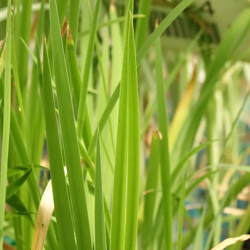 Iris laevigata Mottled Beauty - Water Iris (Foliage)