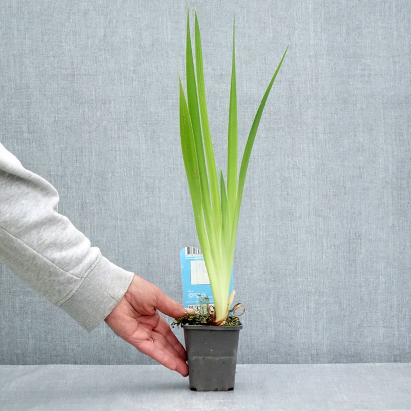 Iris laevigata Mottled Beauty - Water Iris 8/9 cm pot sample as delivered in summer