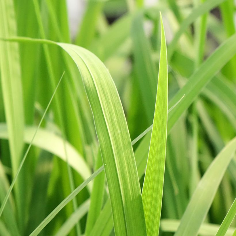Iris laevigata Rose Queen - Water Iris (Foliage)