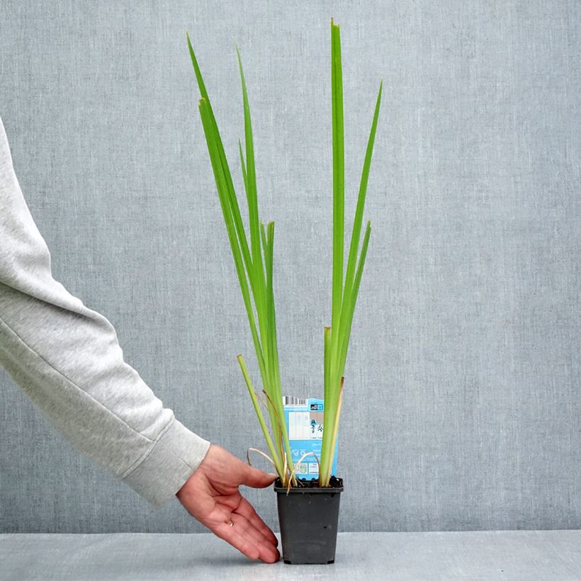 Iris laevigata Rose Queen - Water Iris 8/9 cm pot sample as delivered in summer