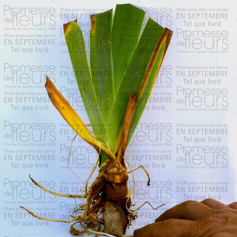 Example of Iris germanica Orange Embers Rhizome ou godet specimen as delivered