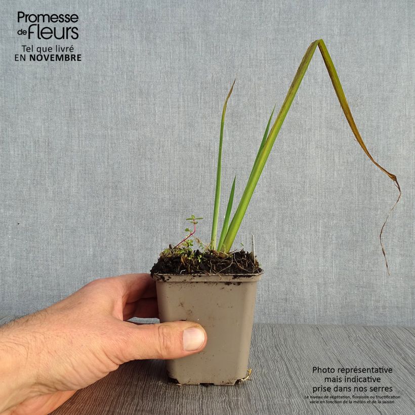 Iris pseudacorus Creme de la Creme - Yellow Flag 8/9 cm pot sample as delivered in autumn