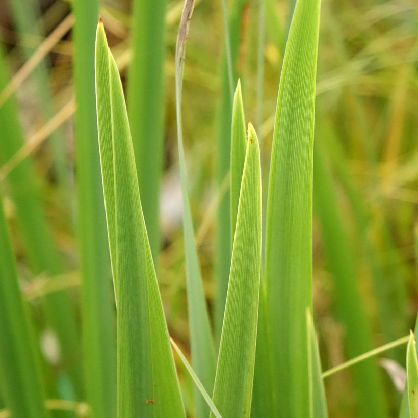 Iris pseudacorus var. bastardii - Yellow Flag (Foliage)