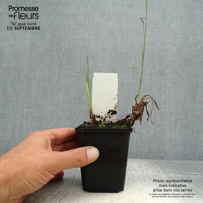 Iris pseudacorus var. bastardii - Yellow Flag 8/9 cm pot sample as delivered in autumn