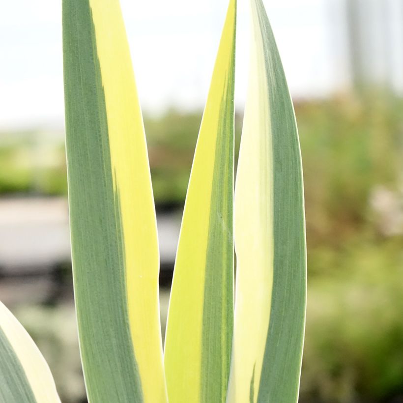 Iris Azurea - Dwarf Iris (Foliage)