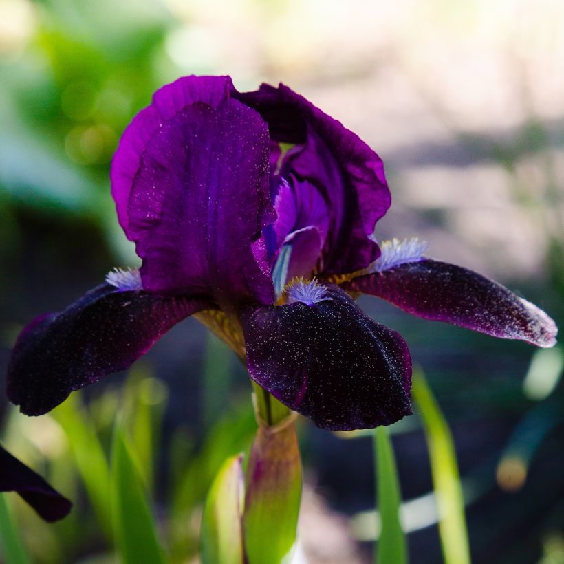 Iris pumila Jewel Baby - Dwarf bearded Iris (Flowering)