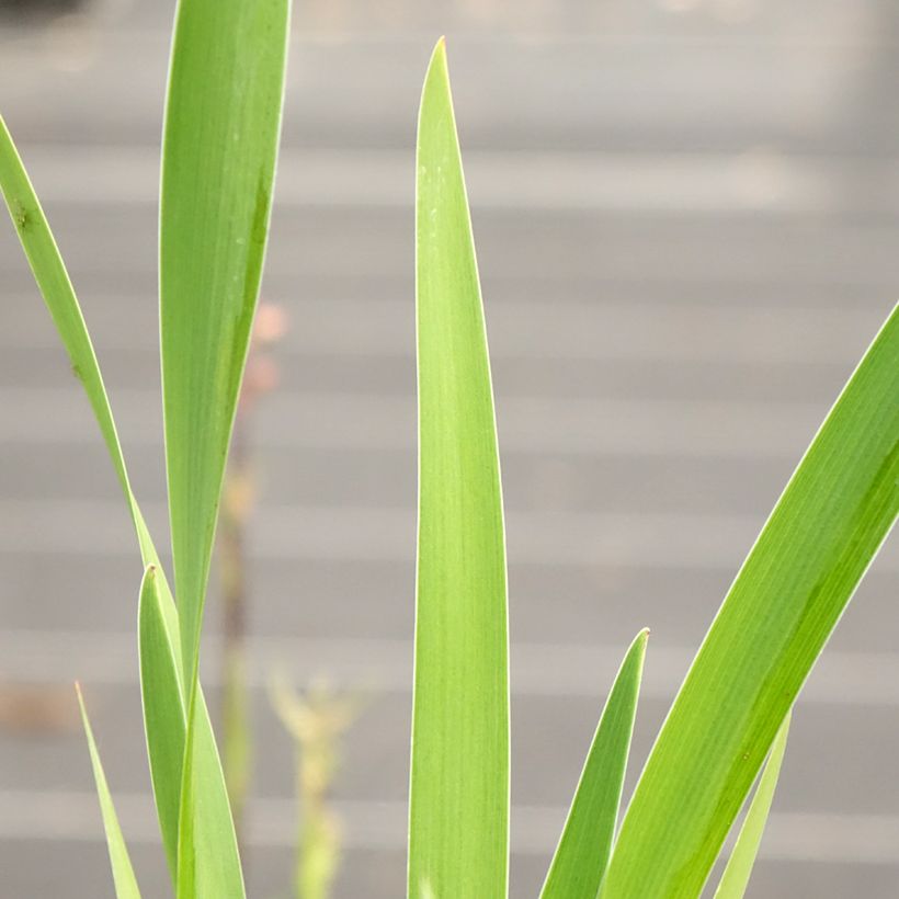 Iris robusta Dark Aura (Foliage)