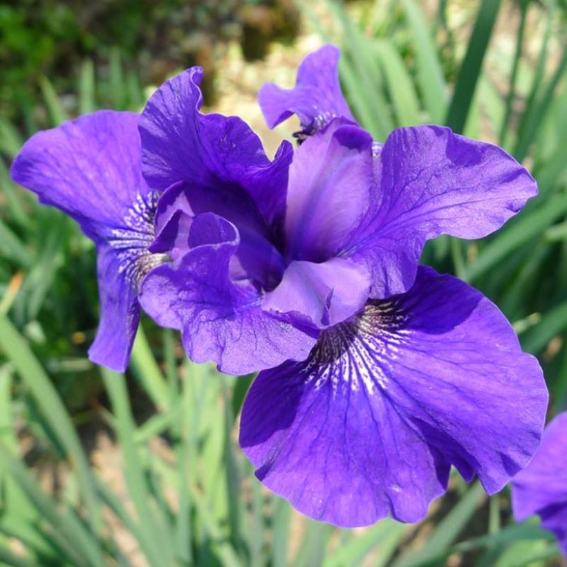 Iris sibirica Ruffled Velvet - Siberian Iris (Flowering)