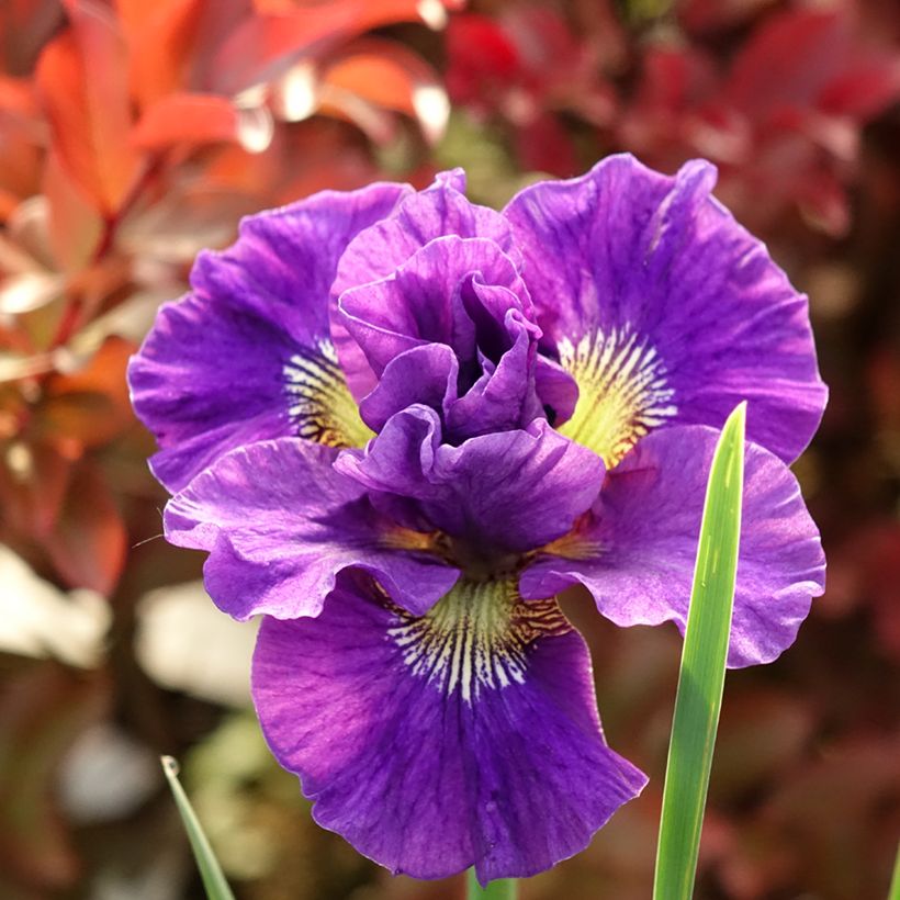 Iris sibirica Concord Crush - Siberian Iris (Flowering)