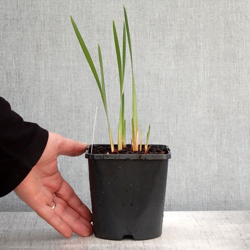Iris sibirica Concord Crush - Siberian Iris 1.5L/2L pot sample as delivered in spring