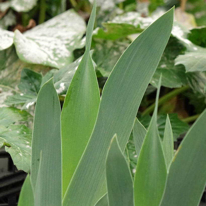 Iris sibirica Cool Spring - Siberian Iris (Foliage)