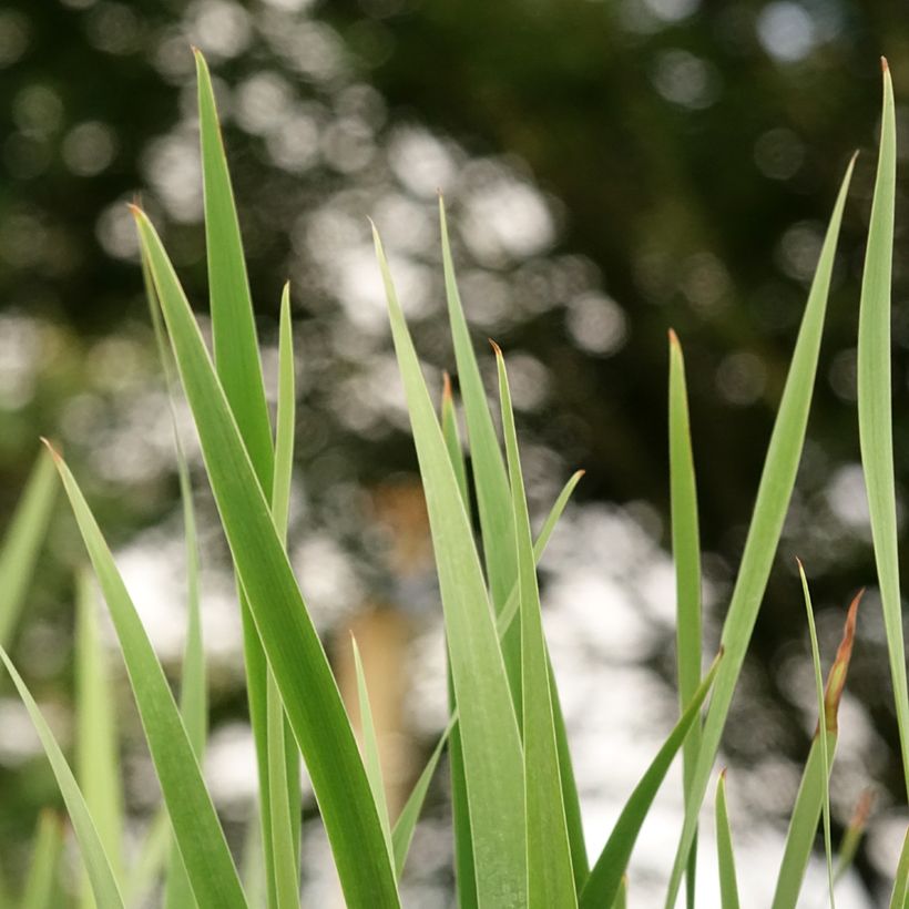 Iris sibirica Imperial Opal - Siberian Iris (Foliage)