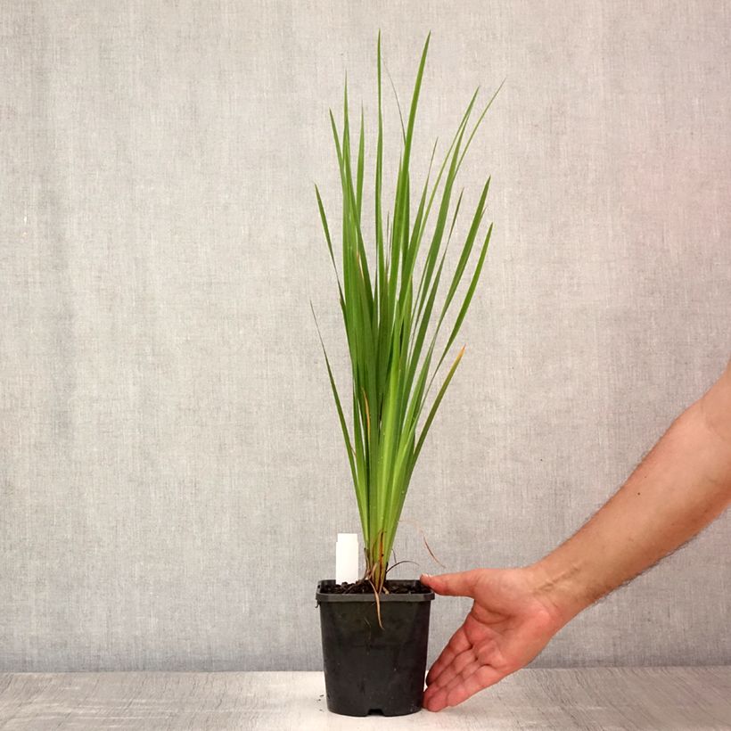 Iris sibirica Paprikash - Siberian Iris 1.5L/2L pot sample as delivered in summer