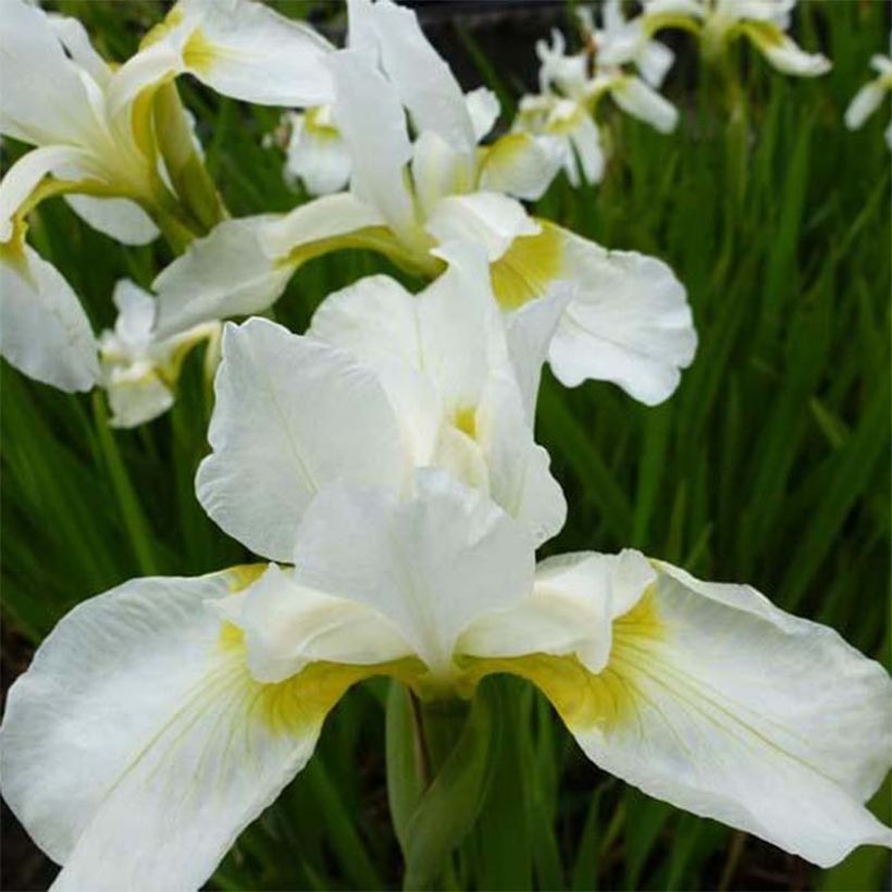 Iris sibirica Snow Queen - Siberian Iris (Flowering)