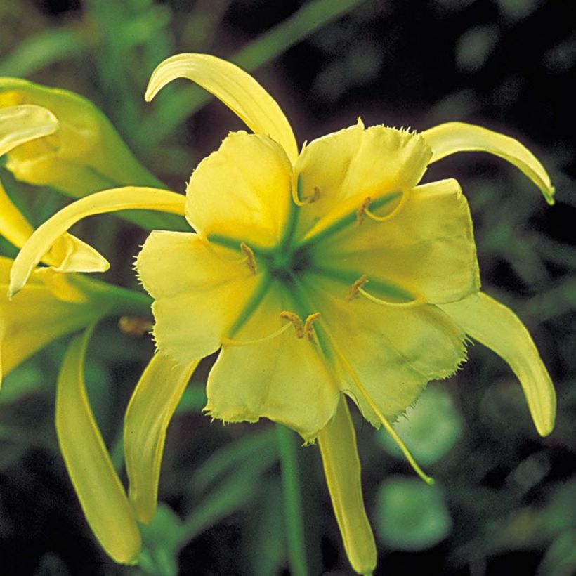 Hymenocallis festalis Sulphur Queen - Spider Lily (Flowering)