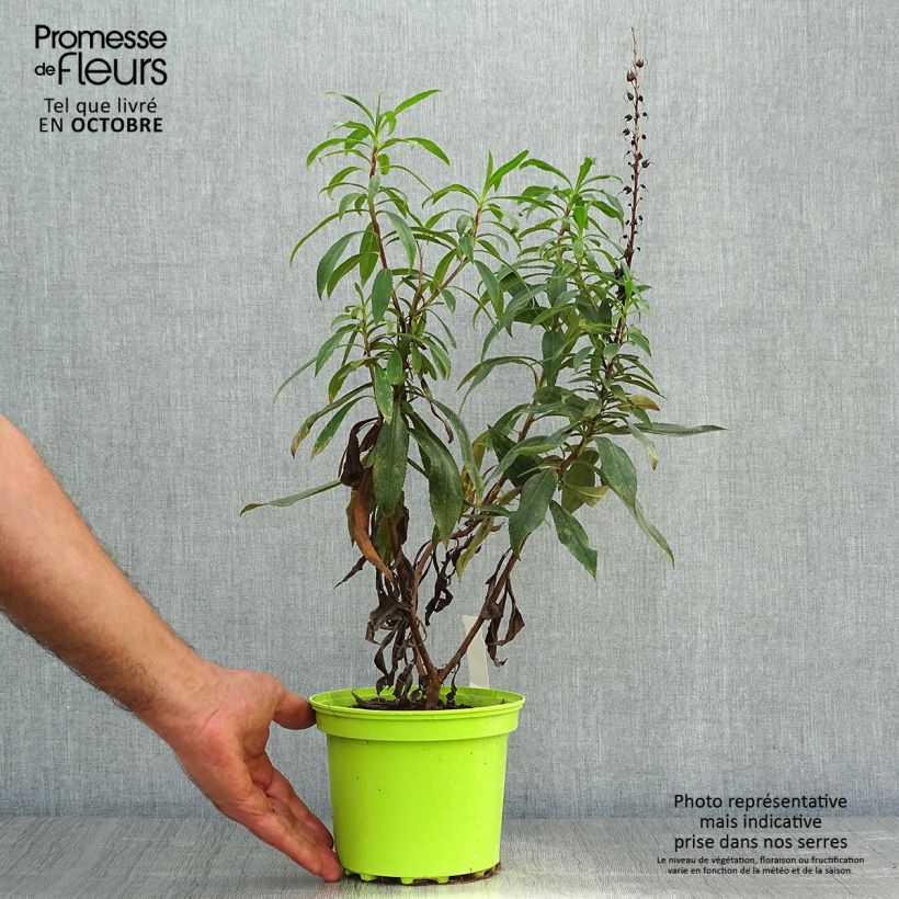 Isoplexis hybride Bella - Digitale des Canaries - Pot de 2L/3L sample as delivered in autumn