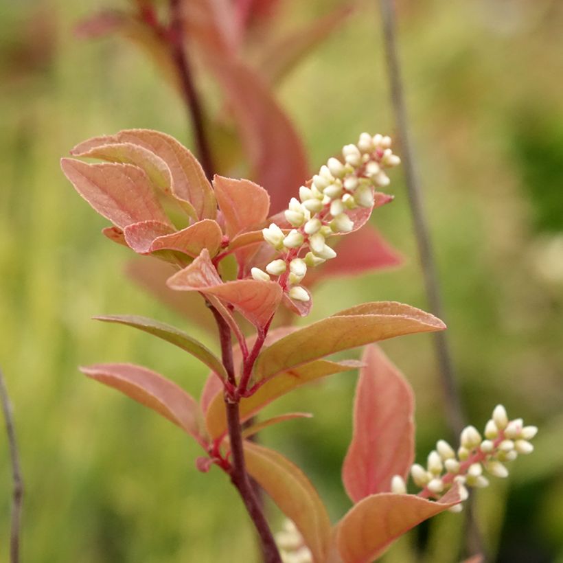 Itea virginica Henrys Garnet (Flowering)