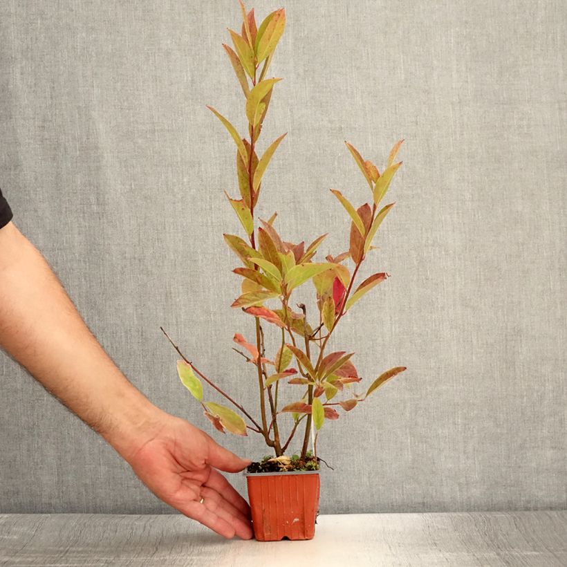 Itea virginica Henrys Garnet 8/9 cm pot sample as delivered in summer