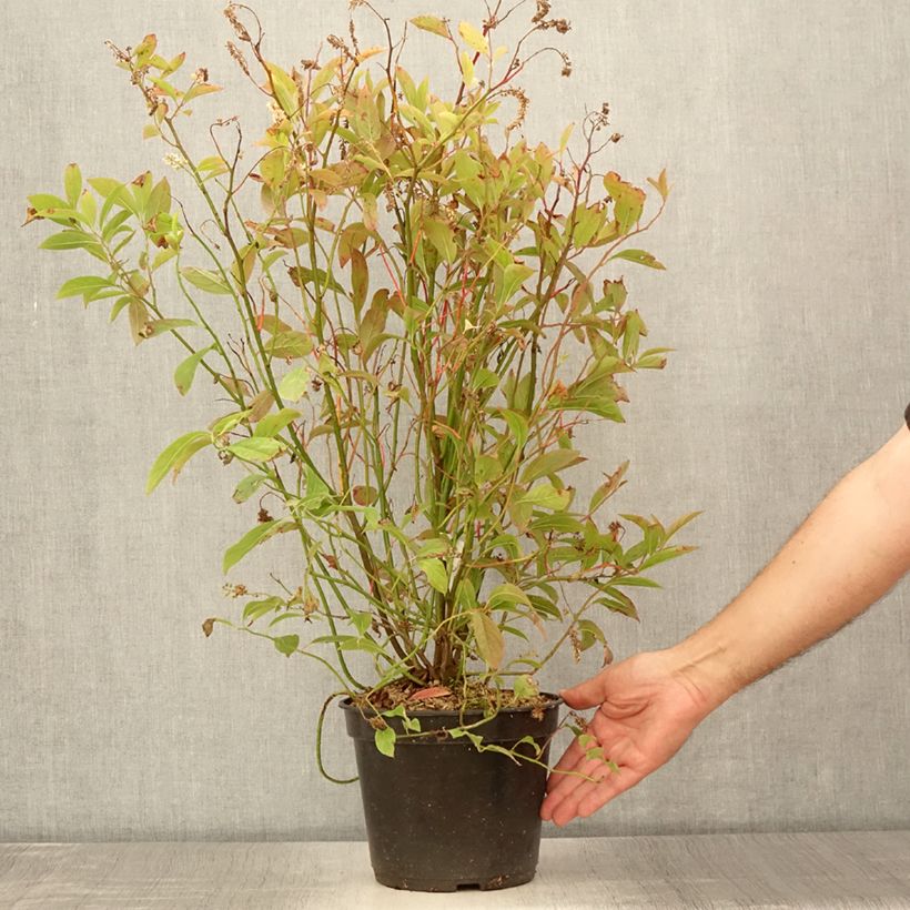 Itea virginica Love Child - Itéa de Virginie Pot de 2L/3L sample as delivered in summer