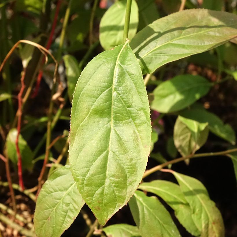 Itea virginica Love Child (Foliage)