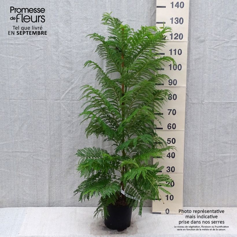 Jacaranda mimosifolia - Flamboyant bleu Pot de 4L/5L sample as delivered in autumn