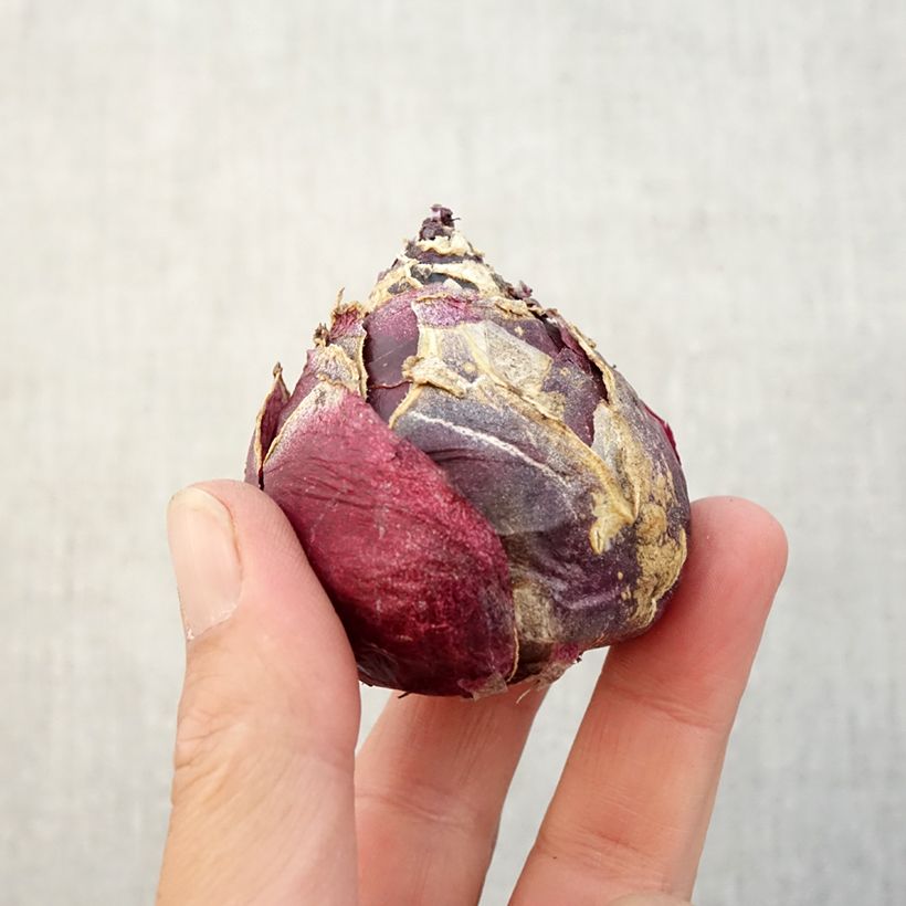 Hyacinthus x orientalis Améthyste Bulb size 19+ sample as delivered in autumn