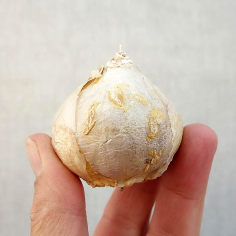Hyacinthus Firelight - Garden Hyacinth Bulb size 17+ sample as delivered in autumn