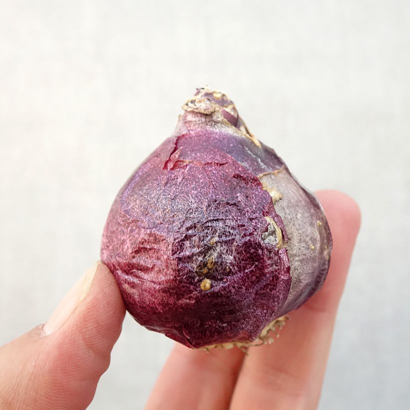 Hyacinthus x orientalis Splendid Cornélia Bulb size 18/19 sample as delivered in autumn