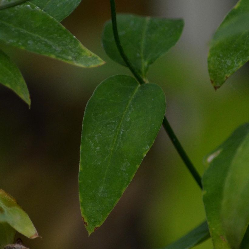 Jasminum beesianum - Red jasmine (Foliage)