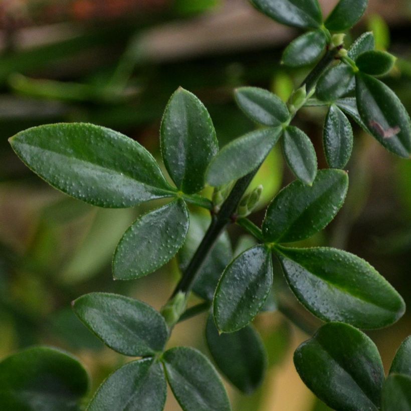 Jasminum nudiflorum - Winter jasmine (Foliage)
