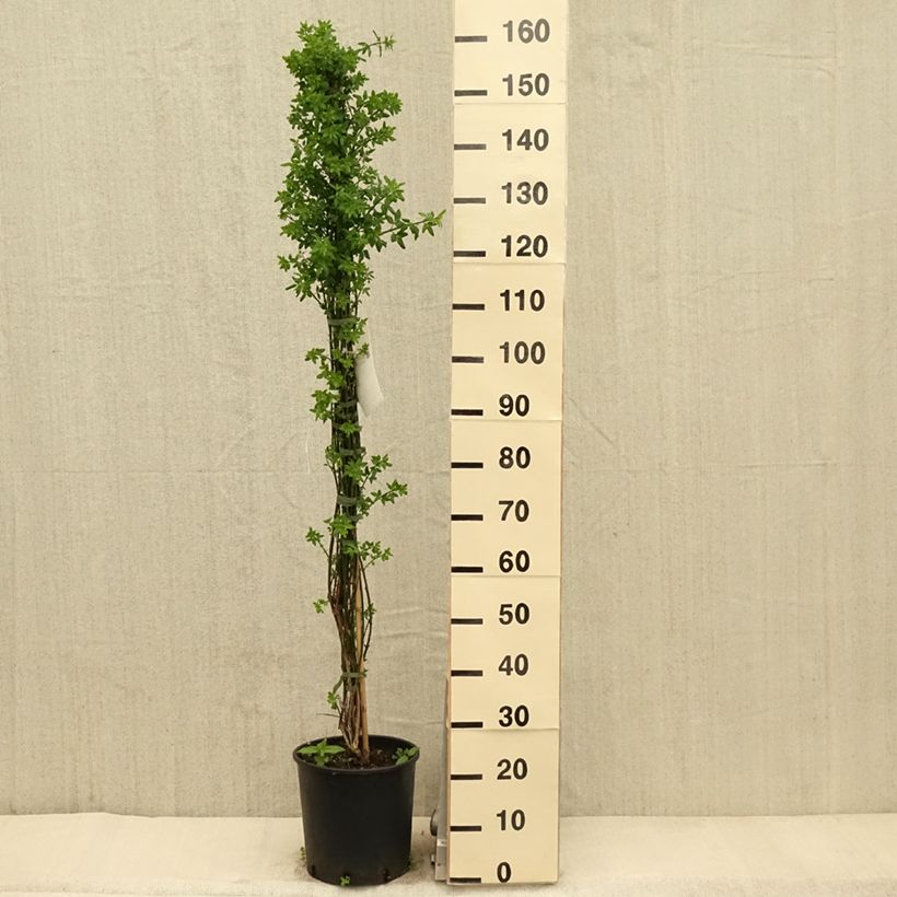 Jasminum nudiflorum - Winter jasmine 7.5L/10L potShipped height around 125/175cm sample as delivered in spring