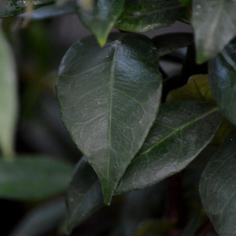 Trachelospermum jasminoides - Star Jasmine (Foliage)