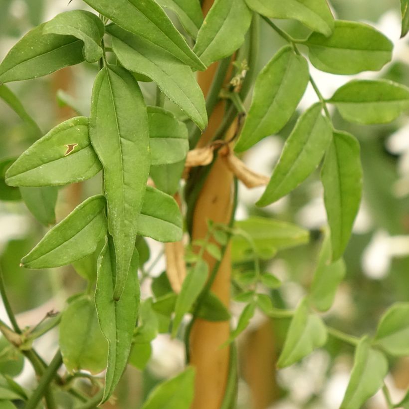 Jasminum polyanthum - Pink Jasmine (Foliage)