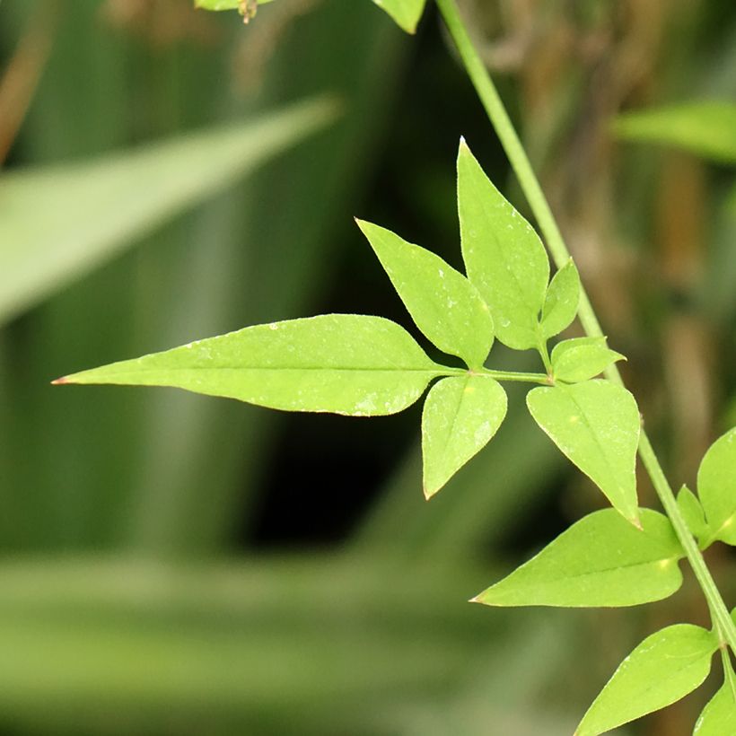 Jasminum officinalis Affinis - Common jasmine (Foliage)