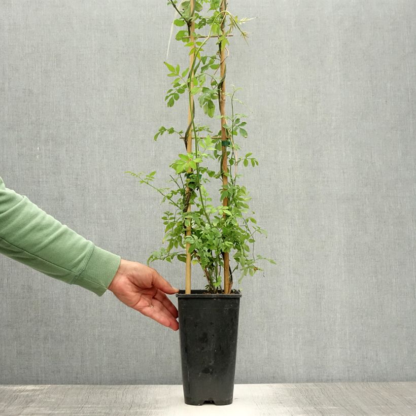 Jasminum officinale - Common jasmine 2L/3L pot sample as delivered in summer