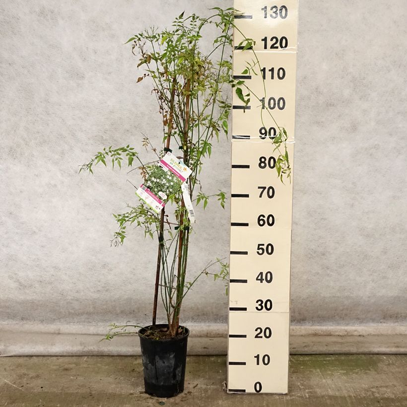 Jasminum officinale - Common jasmine 4L/5L pot sample as delivered in autumn