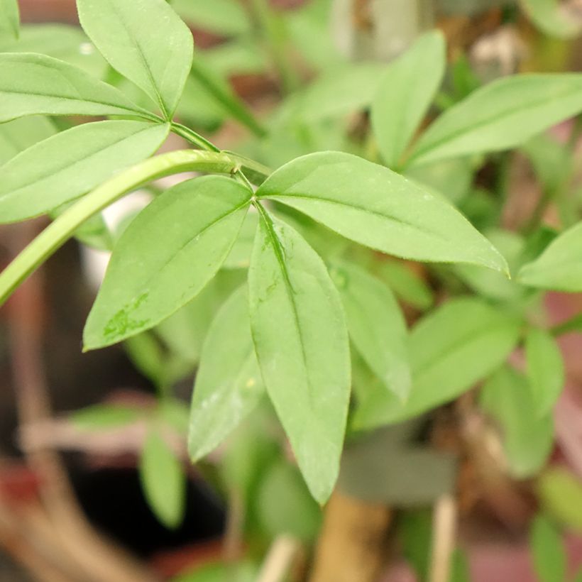 Jasminum mesnyi - Primrose Jasmine (Foliage)