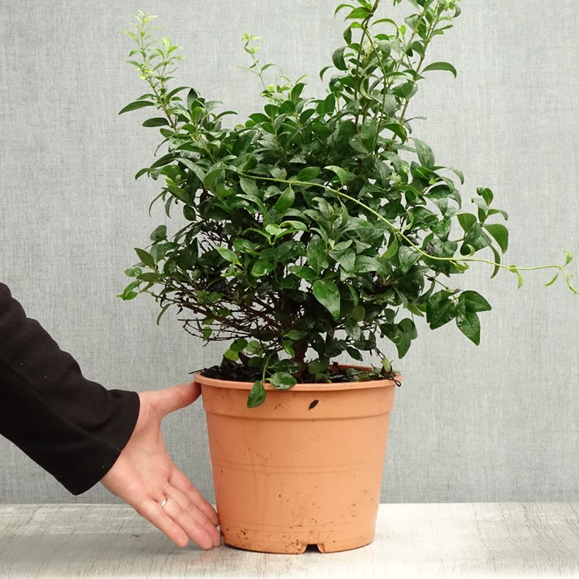 Jasminum multipartitum - Starry Wild Jasmine 2L/3L pot sample as delivered in autumn