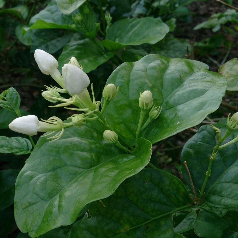 Jasminum sambac - Arabian Jasmine (Foliage)