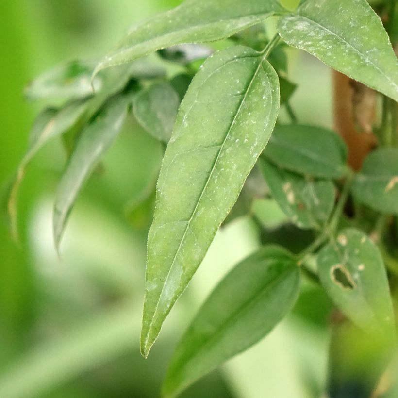 Jasminum Starry Night (Foliage)