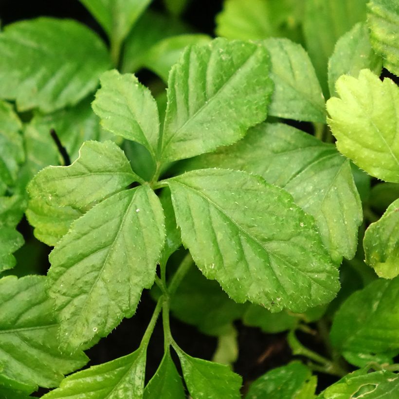 Jiaogulan - Gynostemma pentaphyllum (Foliage)