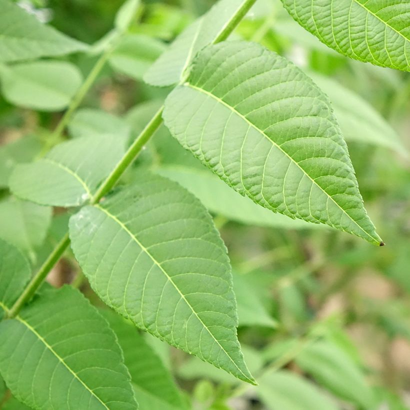 Black Walnut - Juglans nigra (Foliage)