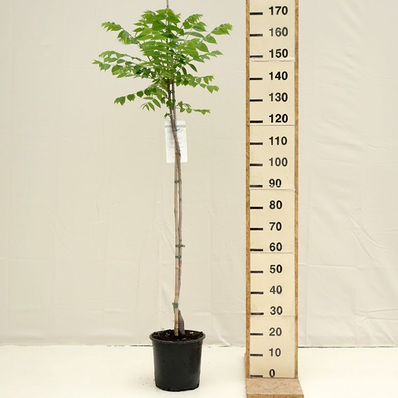 Black Walnut - Juglans nigra 7.5L/10L potShipped height around 140/160cm sample as delivered in spring