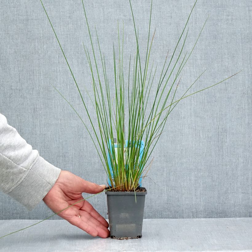 Juncus effusus 8/9 cm pot sample as delivered in summer