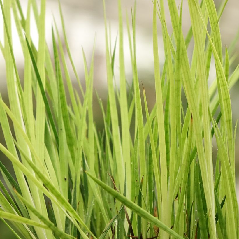 Juncus ensifolius (Foliage)