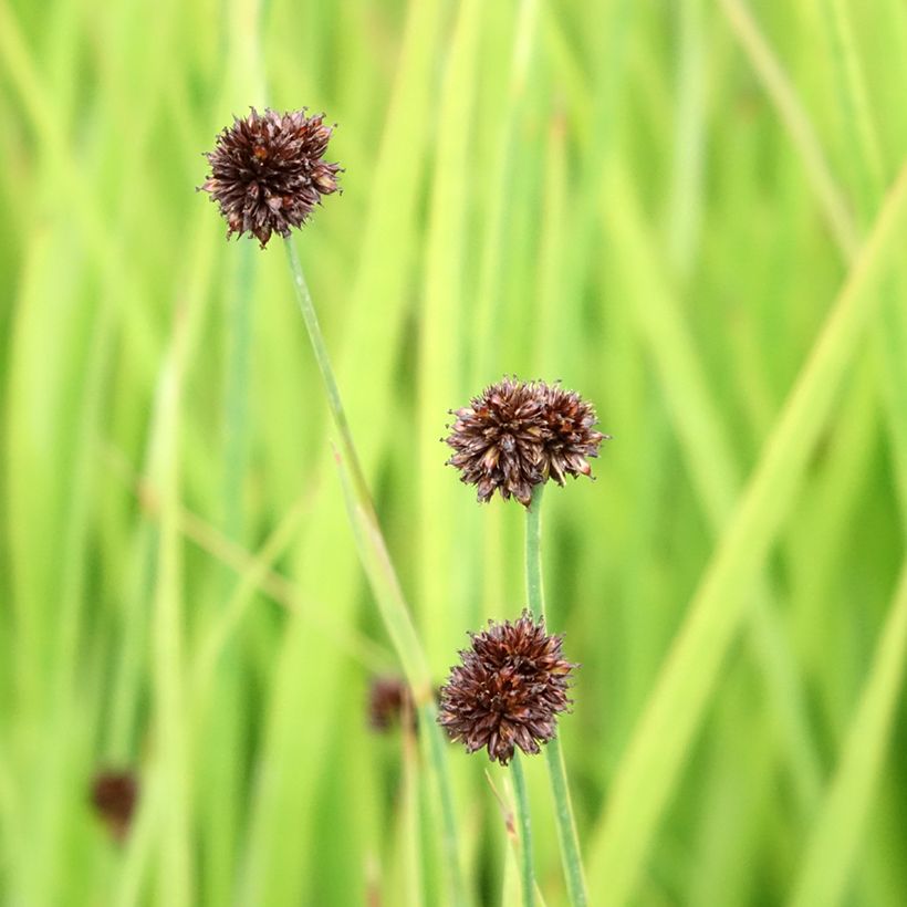 Juncus ensifolius (Flowering)