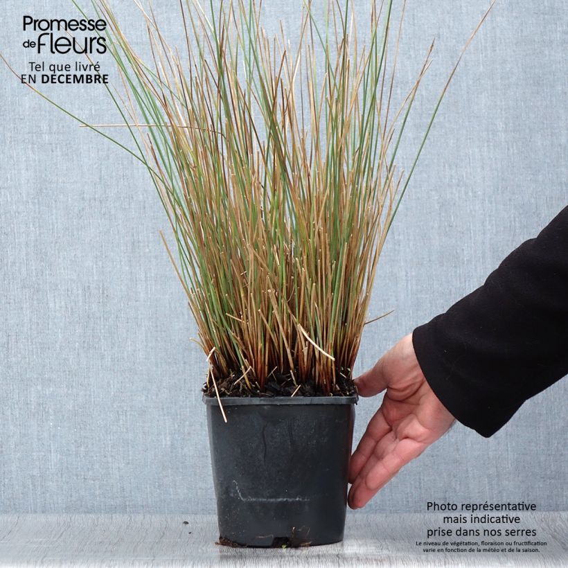 Juncus inflexus Blue Arrows - Jonc glauque Pot de 2L/3L sample as delivered in autumn